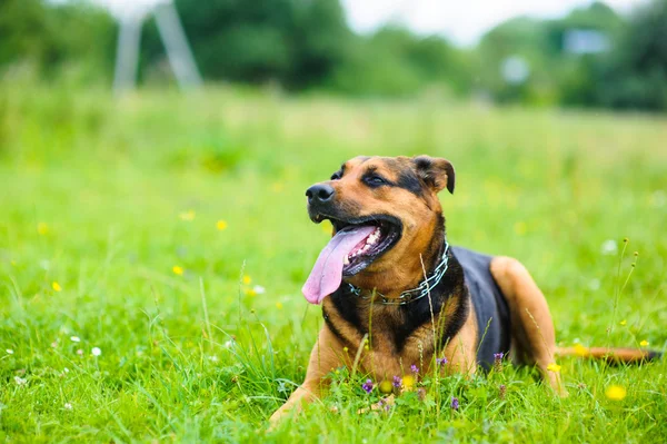 Feliz cão adorável — Fotografia de Stock