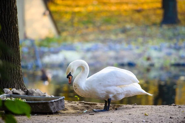 Hermoso cisne joven — Foto de Stock