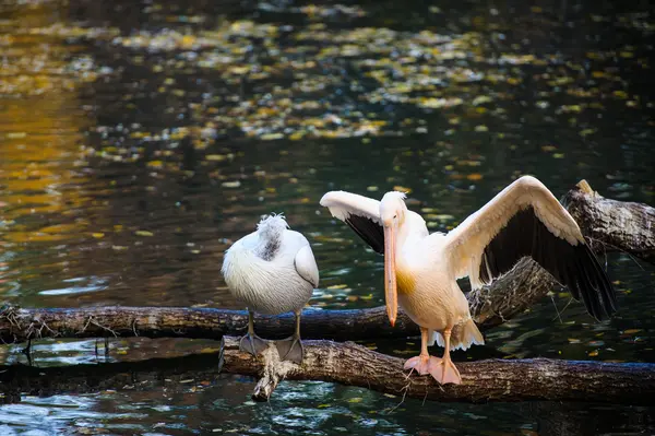 Pelícanos blancos cerca del agua —  Fotos de Stock