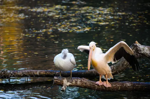 Pelícanos blancos cerca del agua —  Fotos de Stock