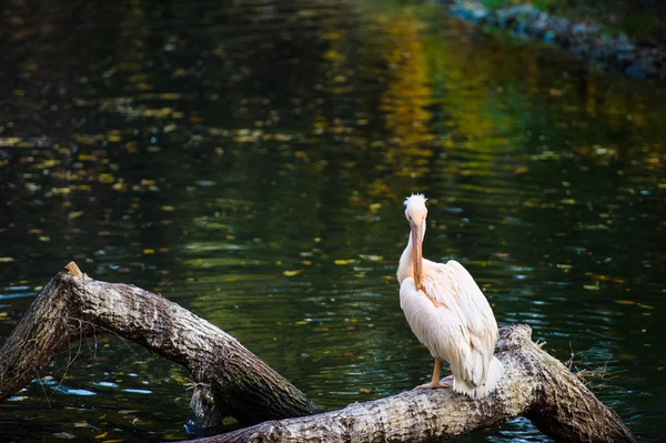 Pelícano blanco cerca del agua — Foto de Stock