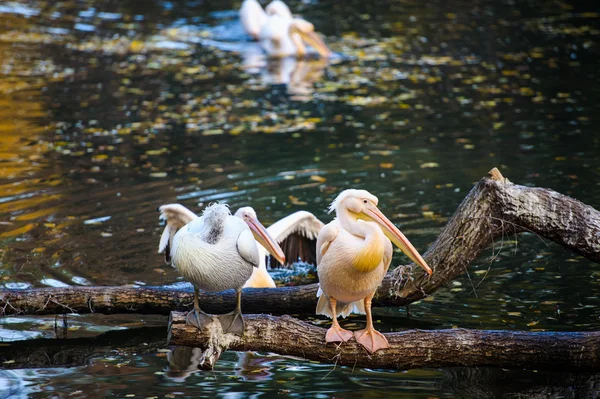 Witte pelikanen in de buurt van water — Stockfoto