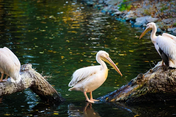 Білих пеліканів біля води — стокове фото