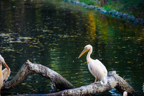 Pelikane in Wassernähe — Stockfoto