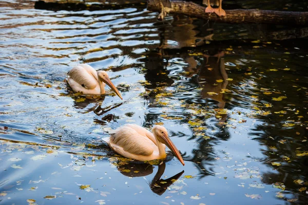 Pelicanos brancos na água — Fotografia de Stock