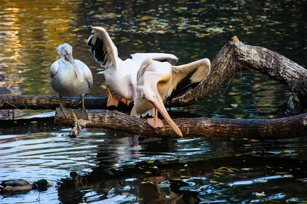 Pelícanos blancos cerca del agua —  Fotos de Stock