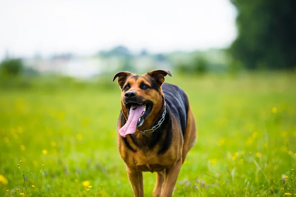 Ευτυχισμένος αξιολάτρευτος σκύλος — Φωτογραφία Αρχείου