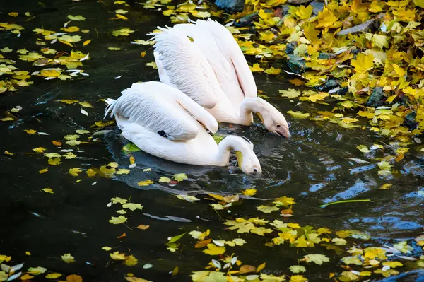 White Pelicans in water — Stock Photo, Image