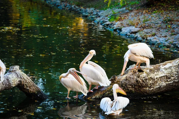 Pelícanos blancos cerca del agua —  Fotos de Stock