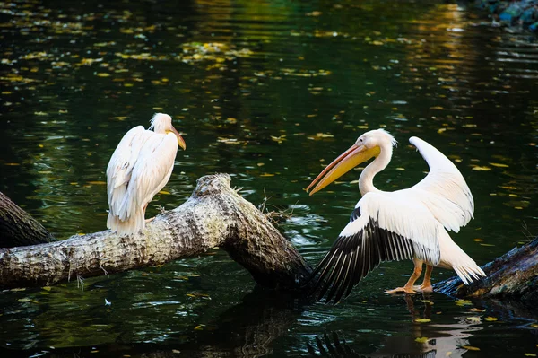 Beyaz Pelikan suya yakın