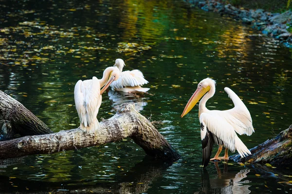 Witte pelikanen in de buurt van water — Stockfoto