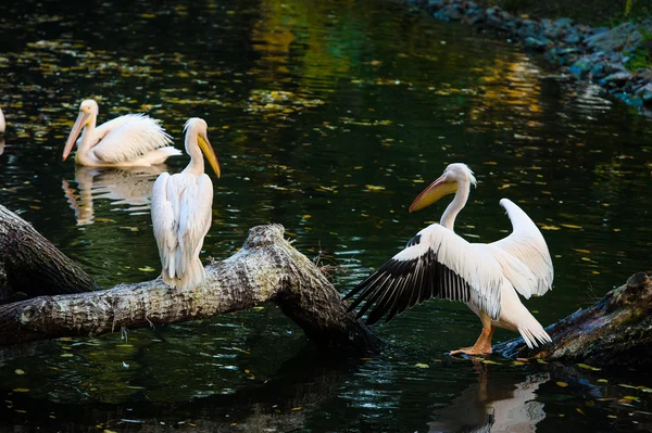 Pelícanos blancos cerca del agua — Foto de Stock