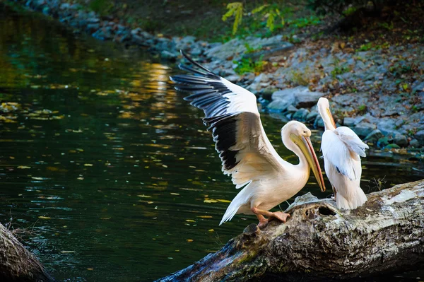 Pelícanos blancos cerca del agua — Foto de Stock