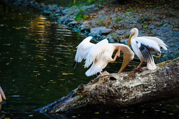 Pélicans blancs près de l'eau — Photo