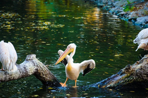 Witte pelikanen in de buurt van water — Stockfoto