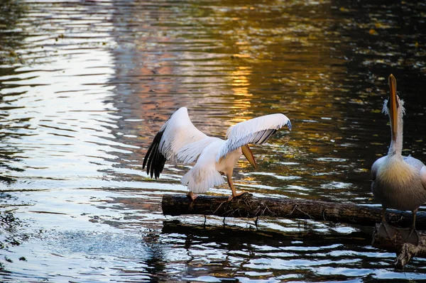 Pelicanos brancos perto de água — Fotografia de Stock