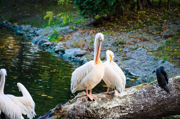 Pelicanos brancos perto de água — Fotografia de Stock