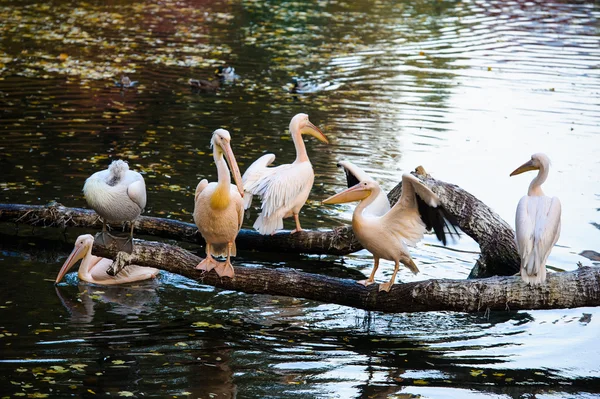 Pelícanos blancos cerca del agua — Foto de Stock