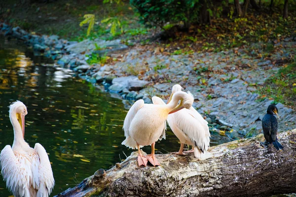 Witte pelikanen in de buurt van water — Stockfoto