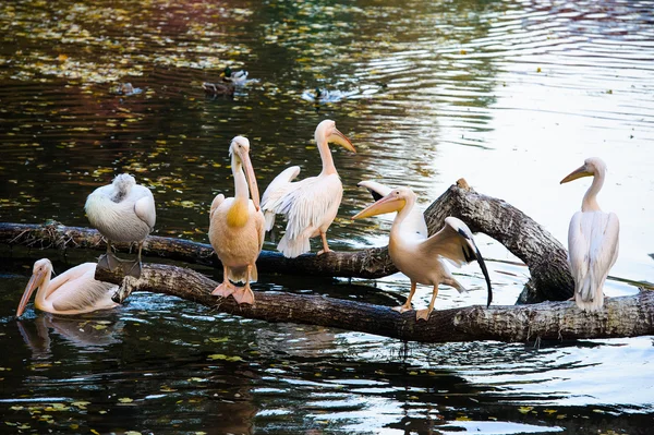 Białe pelikany w pobliżu wody — Zdjęcie stockowe