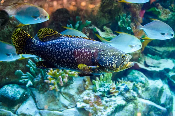 魚の泳ぐ海 — ストック写真