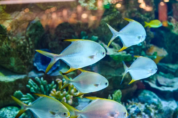 魚の泳ぐ海 — ストック写真