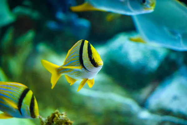 Peces nadadores de mar — Foto de Stock