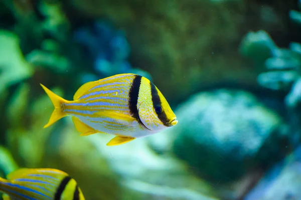 魚の泳ぐ海 — ストック写真