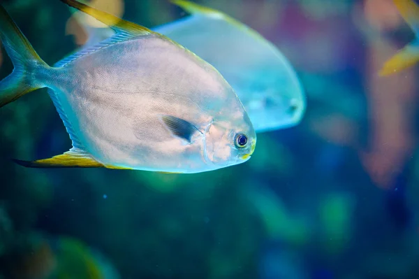 魚の泳ぐ海 — ストック写真