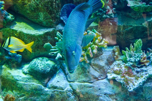 Sea swimming fishes — Stock Photo, Image