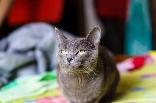 Engraçado jovem gato — Fotografia de Stock