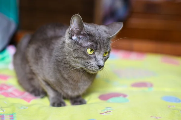 Lustige junge Katze — Stockfoto