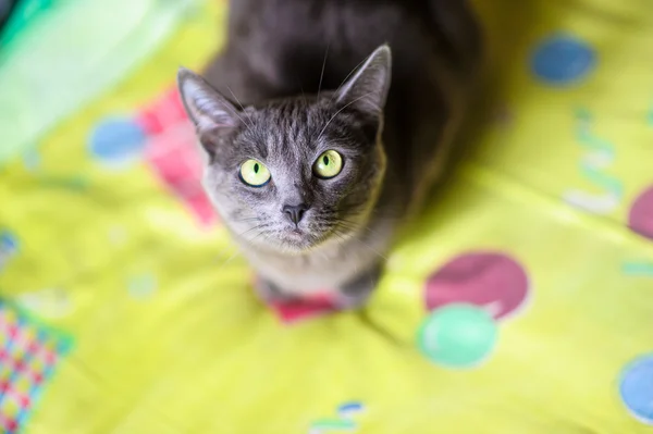 Lustige junge Katze — Stockfoto