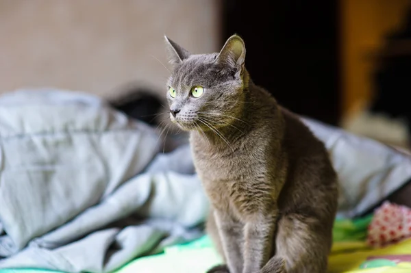 Lustige junge Katze — Stockfoto