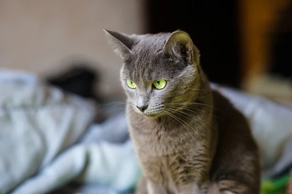 Lustige junge Katze — Stockfoto