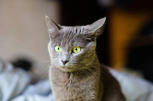 Lustige junge Katze — Stockfoto