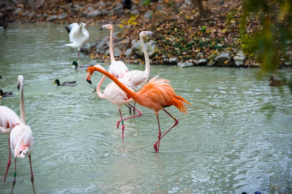 Afryki różowe flamingi — Zdjęcie stockowe