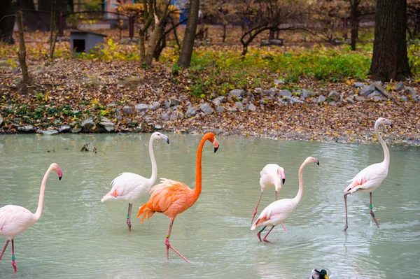 Flamants roses africains — Photo