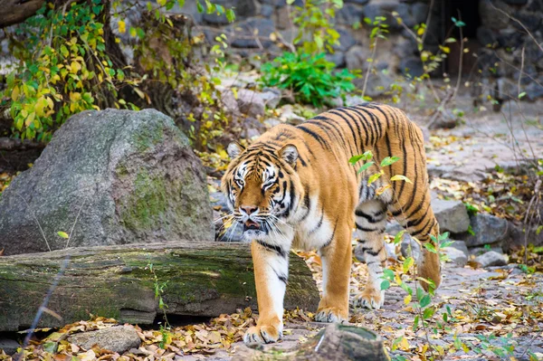 Duży Amur Tiger — Zdjęcie stockowe