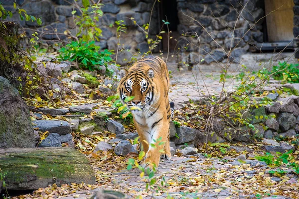 Stora Amur Tiger — Stockfoto