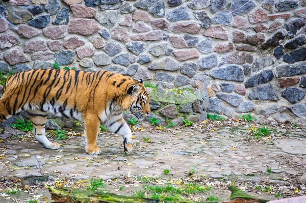 Big Amur Tiger — Stock Photo, Image