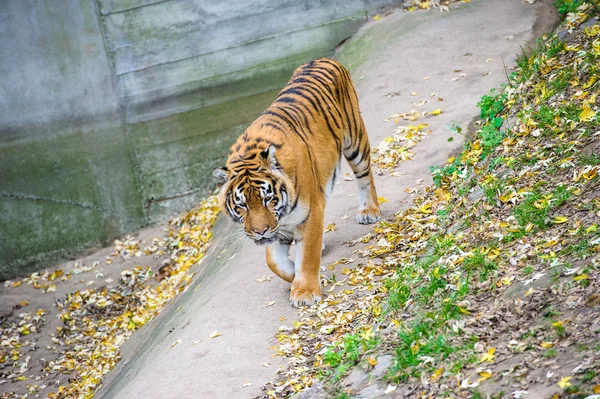 Grote Amur tijger — Stockfoto