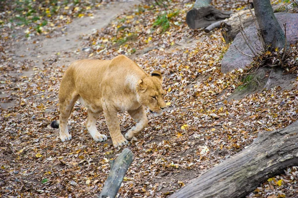 Lion sauvage africain — Photo