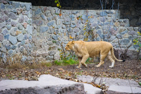 Leão selvagem africano — Fotografia de Stock