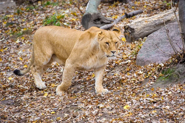 Afrika vahşi aslan — Stok fotoğraf