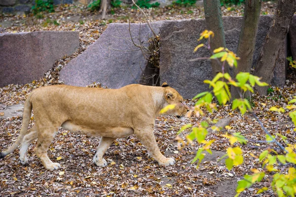 Afrikanischer Wilder Löwe — Stockfoto