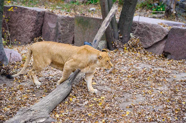 Lion sauvage africain — Photo