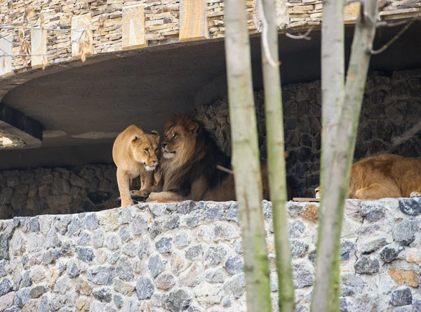 Leoni selvatici africani — Foto Stock