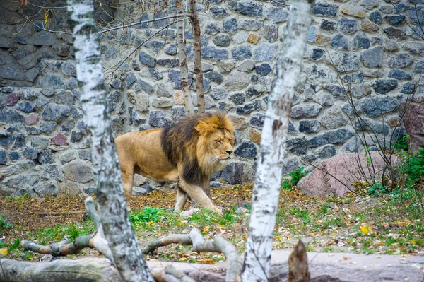 African wild Lion — Stock Photo, Image