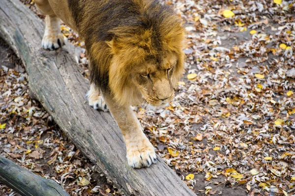 León salvaje africano — Foto de Stock